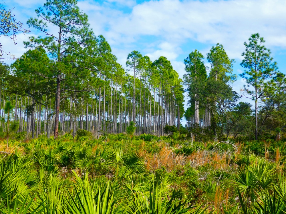 Check out these State Parks Near St. Augustine 3 State Parks Near St. Augustine