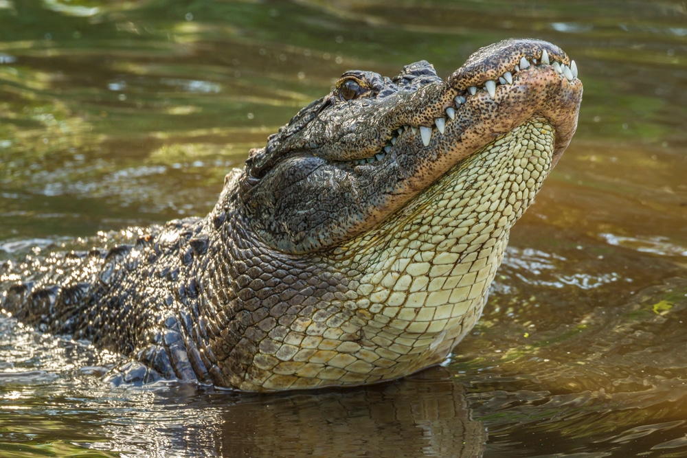 An American alligator with its head partially above the surface of murky water.