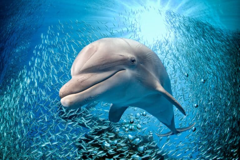 A dolphin swims through deep blue water surrounded by a large school of fish, illuminated by sunlight from above.