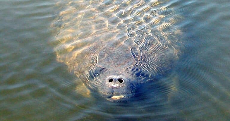 A close-up of a manatee’s head and back surfacing from rippling water.