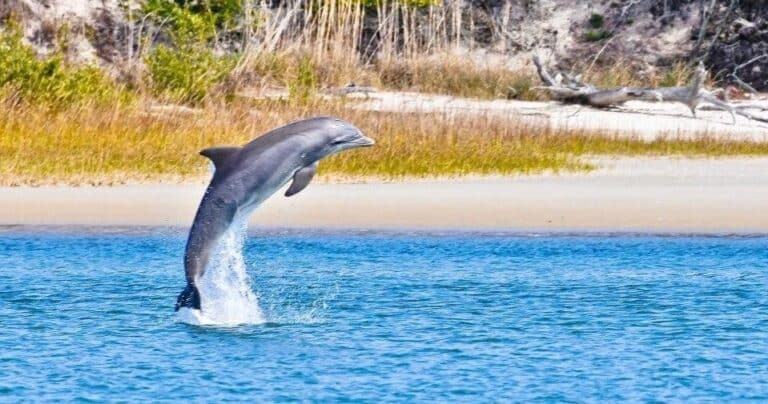 A dolphin leaps out of blue water near a sandy shoreline with grassy vegetation.